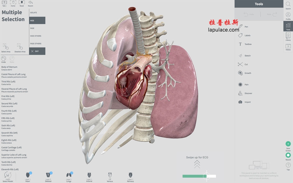 Complete Heart for Mac 1.2 3D心脏解剖图 破解版下载